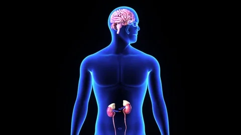 Pitutary Gland Functioning Stock Footage 70453573