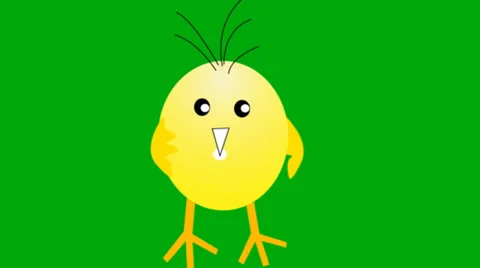Piu-pio talking green screen loop Stock Footage 36134198