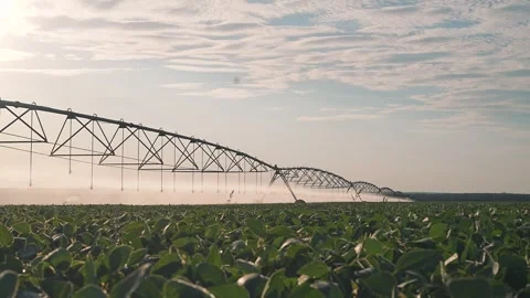 Pivot irrigation system extends over soybean field at sunset. Agricultural Stock Footage 342597783