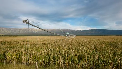 Pivot irrigation system in mature corn fields. Stock Photos