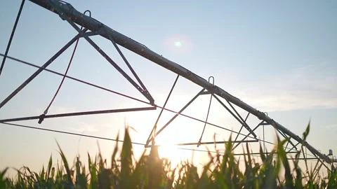 Pivot irrigation system waters corn field at sunrise. Agriculture sprinkler Stock Footage 338335365