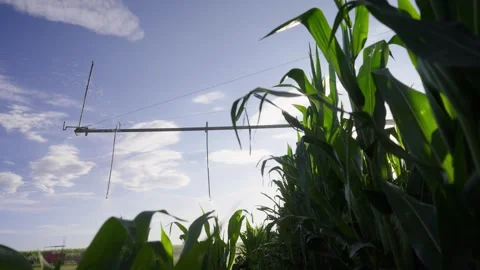 Pivot sprinkler inside corn row Stock Footage 283504380