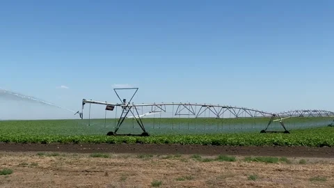 Pivot at work in potato field, watering crop for more growth. Center pivot Stock Footage 278642914