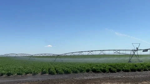 Pivot at work in potato field, watering crop for more growth. Center pivot Stock Footage 278642945