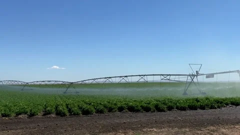 Pivot at work in potato field, watering crop for more growth. Center pivot Stock Footage 279040670