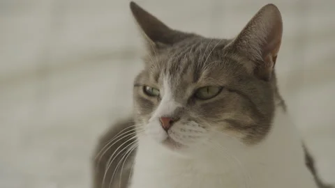 Pivoting Around Cat Face Close Up Stock Footage 245504533