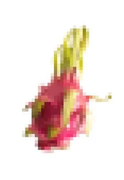 Pixel art dragon fruit flower on white background. Isolated tropical cactus Illustration