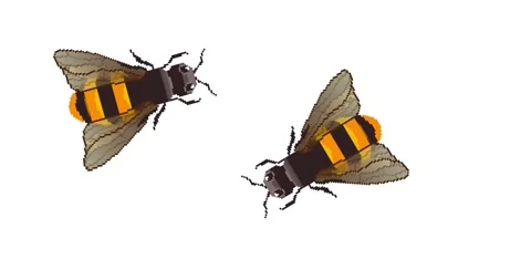 Pixel bee, insect, bug. Flying bee animation. Video stock 148199494