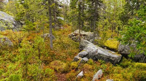 A pixelated image depicts a forest with trees, rocks, and nature elements Stock Photos
