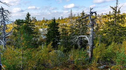 A pixelated image displaying a forest with various trees and bushes Stock Photos