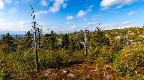 A pixelated image featuring a forest scene with trees and bushes in it Stock Photos