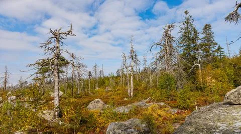 Pixelated image of forest with trees, rocks, sky, grassy landscape Stock Photos
