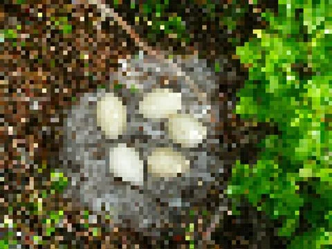 Pixelated nest of eider with eggs. Stock-Fotos