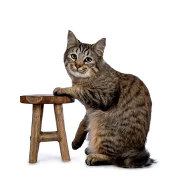 Pixie Bob cat kitten on white Foto stock