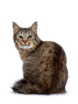 Pixie Bob cat kitten on white Stock Photos