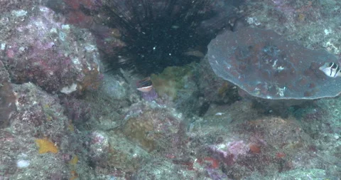 Pixie coris fish on deep rocky reef Coris pictoides underwater UP42946 Video stock 100633853