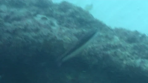 Pixie coris swimming, Coris pictoides, HD, UP20861 Video stock 38286258