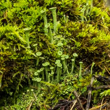 Pixie Cup Lichen Stock Photos