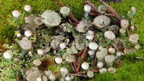Pixie cup lichens and moss, USA Video stock 278250215