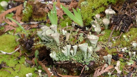 Pixie cup lichens and moss, USA 库存影片 278250217