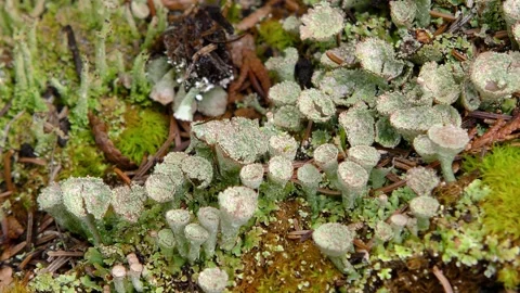 Pixie cup lichens and moss, USA Video stock 278250232