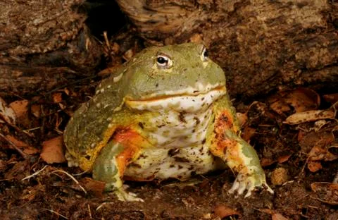 Pixie Frog Stock Photos