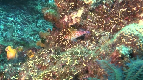 Pixie Hawkfish (Cirrhitichthys oxycephalus) Clip 0080 Video stock 279712753