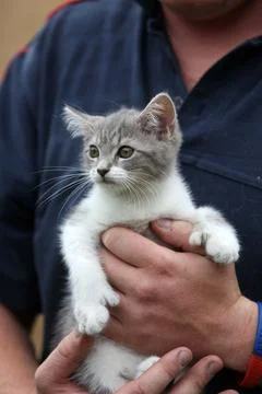 Pixie The Kitten Who Has A Distinctive Heart Shaped Marking On Her Fur. Her Owne Stock Photos