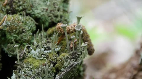 Pixie Lichen Mountain Video stock 154816525
