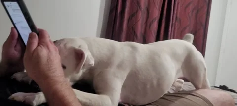 Pixie NEEDS Cuddles Before Bed, Waikato, New Zealand - 23 Dec 2022 Video stock 229300239