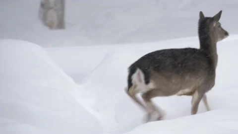 Pixie white-tailed deer frightened quickly stampeding through the snow - Stock Footage 149682126