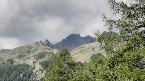 Piz Ferre mountain through pine trees - Alpine landscape in Italian Alps Stock Footage 328395059