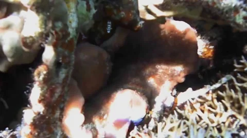 Pizza Anemone with Peacock Mantis Shrimp Video stock 341770899