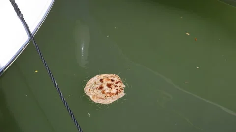 Pizza 스톡 동영상 320827496