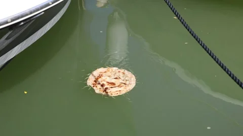 Pizza 스톡 동영상 320827503