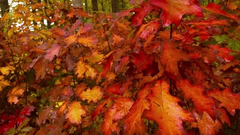 A pizza sitting on top of a tree 库存影片 157758182