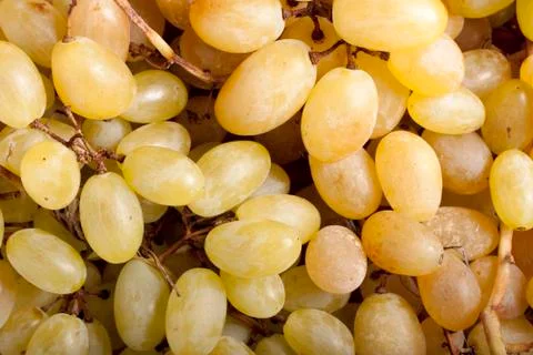 Pizzuta Grapes Stock Photos