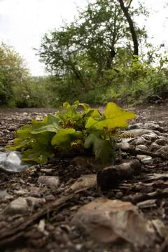 Pkant growing from rocks Stock Photos