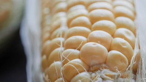 PL SC 015 Stock Footage 108637970