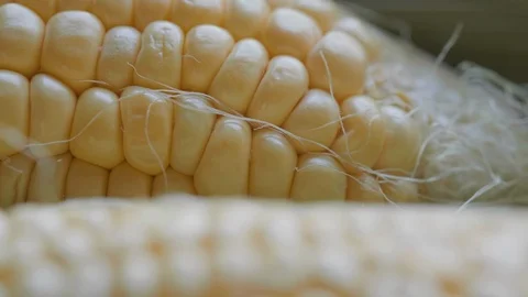 PL SC 017 Stock Footage 108638000