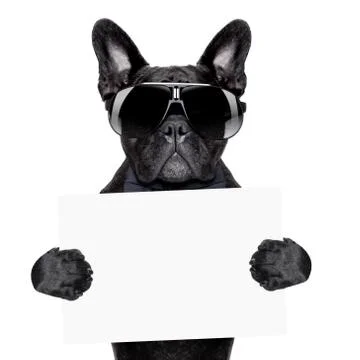 Placard dog Stock Photos