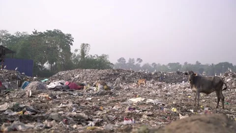 The place is full of city garbage. Video stock 239614148