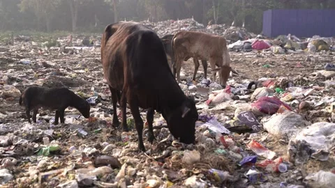 The place is full of city garbage. Video stock 239615409