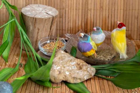A place at home with three different colored Gouldian Finches. Stock Photos