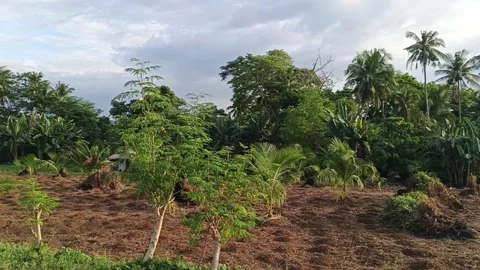 Place on Road Trip on the Mountain Forest Tree with a Clouds Sky Golden Hour Stock Footage 336653676