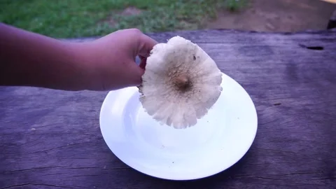 Place the termite mushrooms on a plate. Stock Footage 163715416