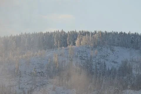 The place where the forest is cut down. Foto stock