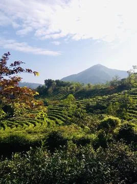 The place where tea grows Stock Photos