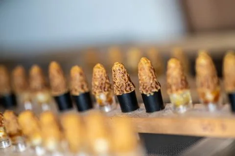 Placed capped queen cell in an incubator for nice temperature incubation Foto stock
