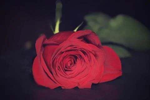 Placed red rose Stock Photos